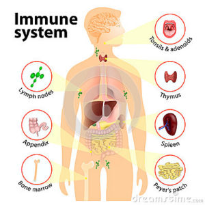 immuunsysteem-20-10