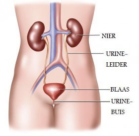 urine-systeem